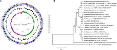 Bacillus velezensis CLA178-Induced Systemic Resistance of Rosa multiflora Against Crown Gall Disease